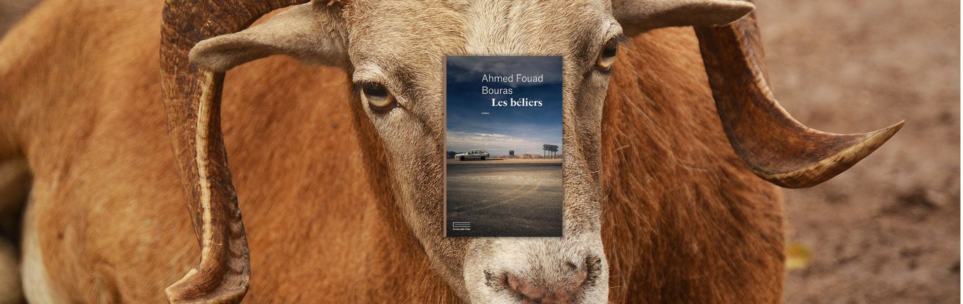 Chronique mare nostrum Ahmed Fouad Bouras, Les béliers